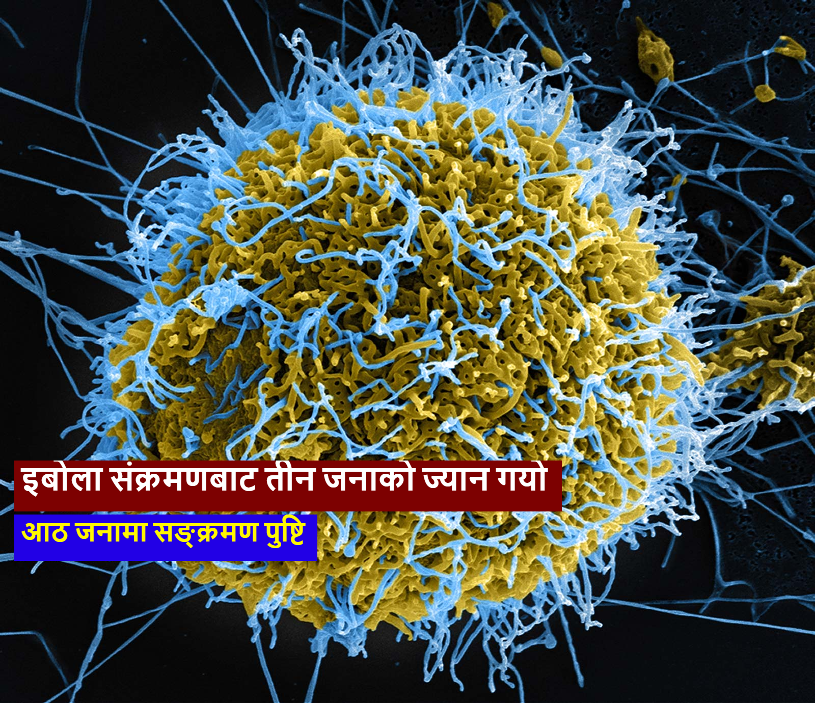 पश्चिम अफ्रिकी राष्ट्र गीनीमा इबोलाको नयाँ महामारी