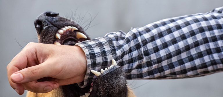 बहुलाहा कुकुरले टोक्दा दुई दिनमै अठार जना घाइते