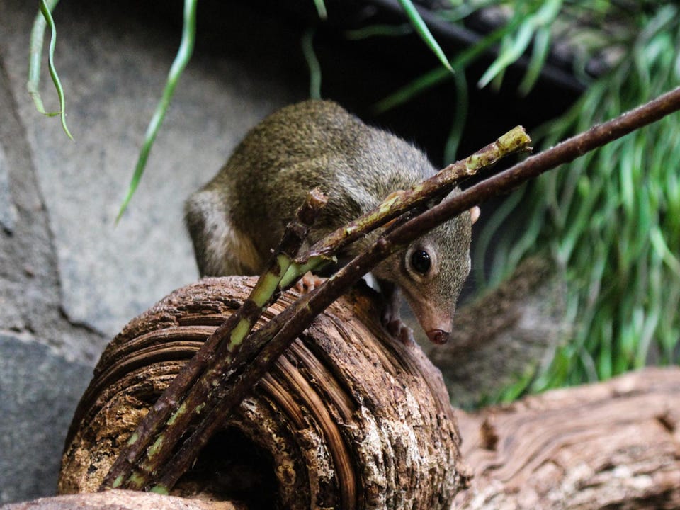 चीनमा भेटियो नयाँ हेनिपाभाइरस , ३५ जना बढी सङ्क्रमित