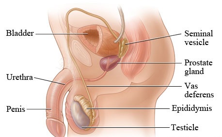 निःसन्तान हुनुको कारण बुझेर मात्र उपचार खोज्नुहोस्