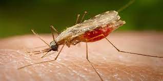 बाजुराका एक बालकमा भेटियो कालाजार