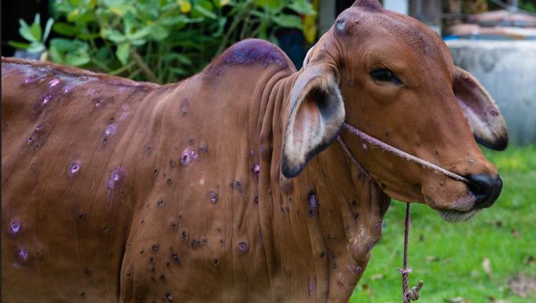 नेपालमा लम्पी स्किन रोगको महामारी: मान्छेमा सर्छ कि सर्दैन ?