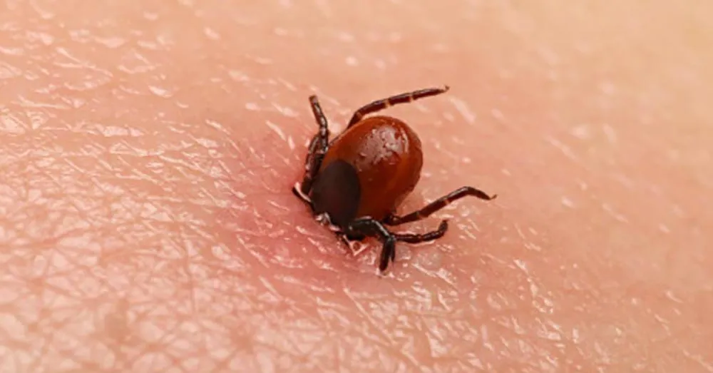 ‘स्क्रब टाइफस’का बिरामी बढ्दै