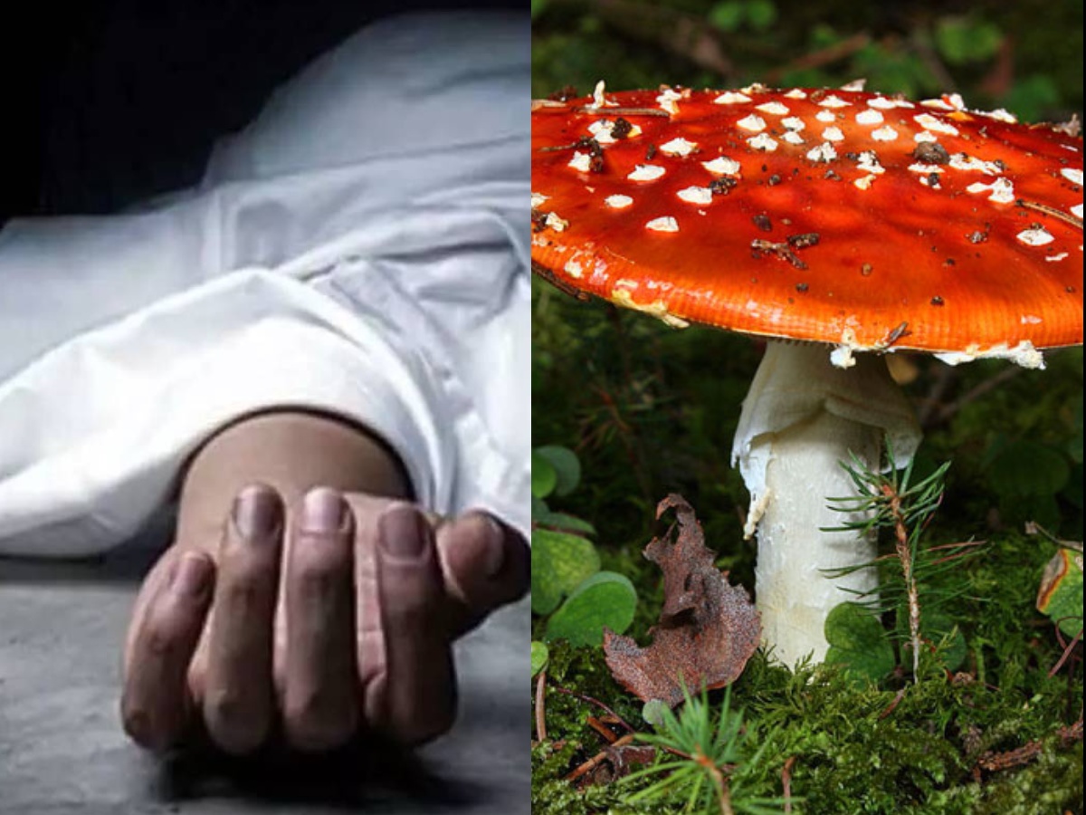 जङ्गली च्याउ खाँदा तीन जनाको मृत्यु, १६ बिरामी