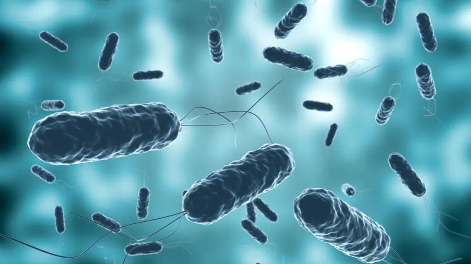 प्युठानका तीन जनामा हैजा संक्रमण पुष्टि