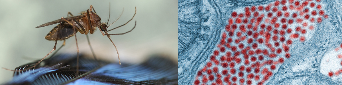 के हो ईईई भाइरस, कति खतरनाक ?