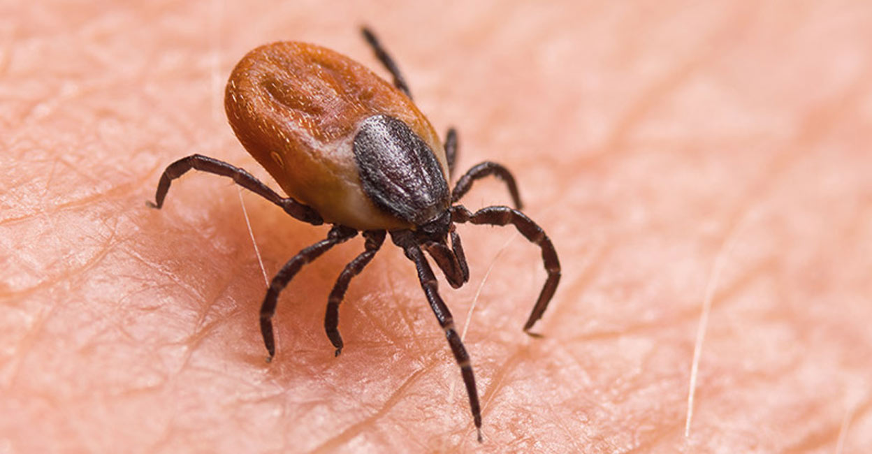 गोरखामा भेटिए डेंगु र स्क्रब टाइफसका ५५७ जना बिरामी