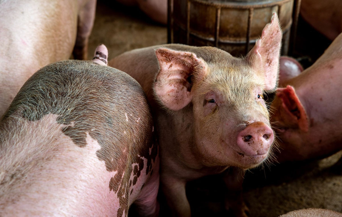 नियन्त्रणमा आयो ‘अफ्रिकन स्वाइन फिवर’