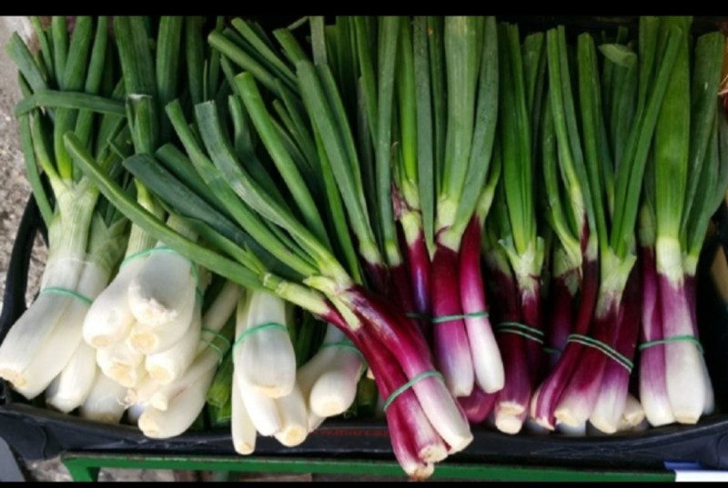 क्यान्सर रोक्नदेखि सुगर नियन्त्रणसम्म उपयोगी हरियो प्याज