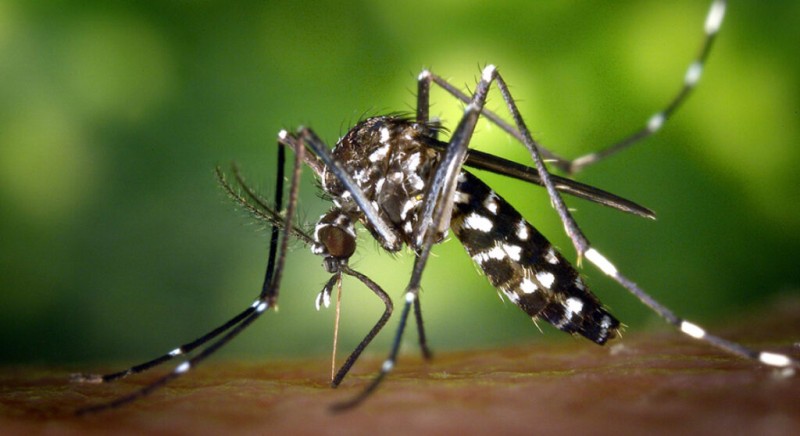 बागलुङमा १४ सयभन्दा बढीमा डेङ्गु, २८२ मा स्क्रब टाइफस पुष्टि