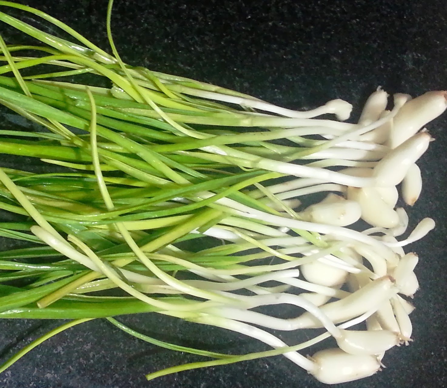 जानीराखौँ लसुनको औषधीय गुण