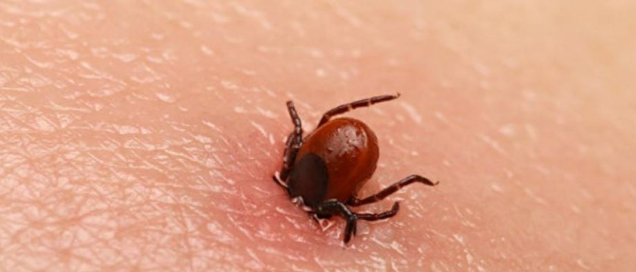 चितवनमा स्क्रब टाइफसको सङ्क्रमण बढ्दै, ८९ जना संक्रमित