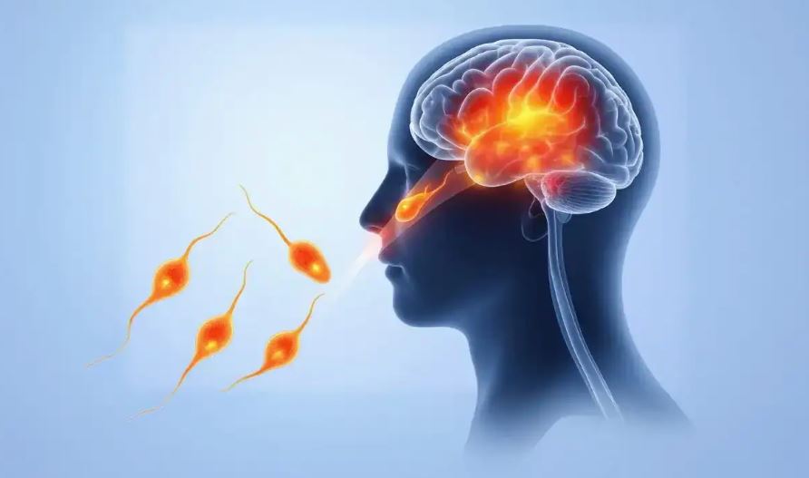 तापमान वृद्धिसँगै ‘मस्तिष्क खाने अमिबा’ फैलिने जोखिम बढ्दै