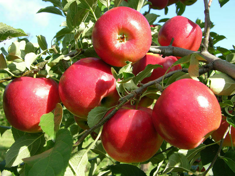 apple-plant-bangalore-agrico-1756886843.jpg