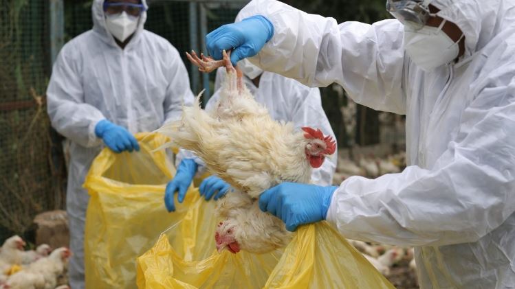 काभ्रेमा ‘बर्डफ्लु’को जोखिम हुन नदिन उच्च सतर्कता