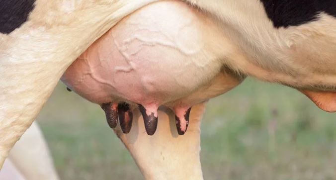 पर्वतका गाईभैँसीमा थुनेलो रोग सङ्क्रमण