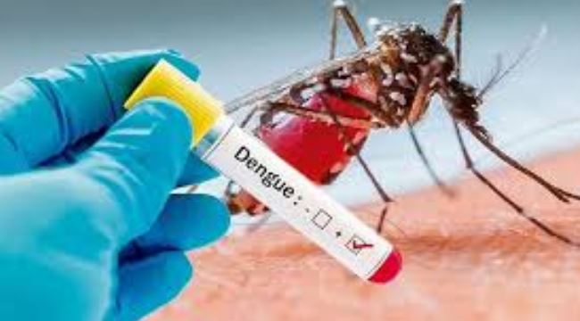 ७३ जिल्लाका १८ सय बढीमा डेंगु सङ्क्रमण