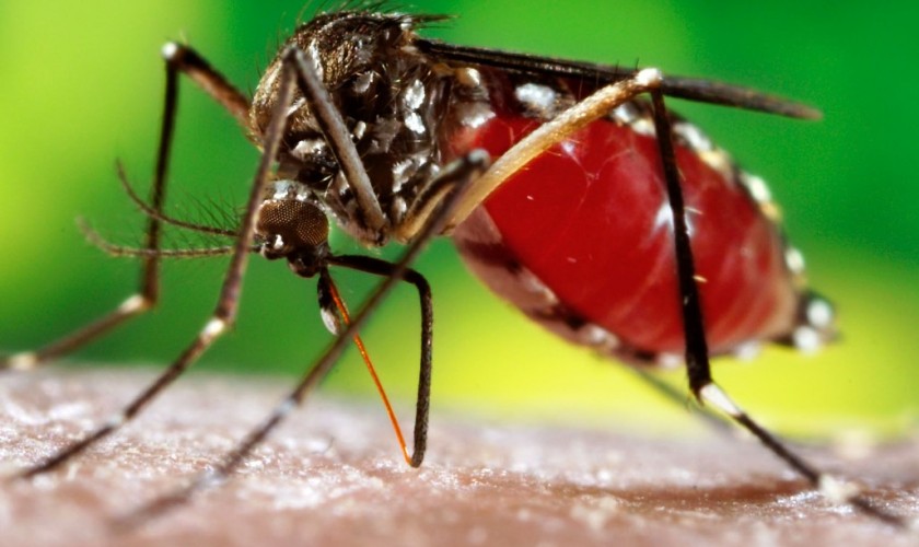 Dengue risk increasing in Rautahat, infections intensifying due to heat