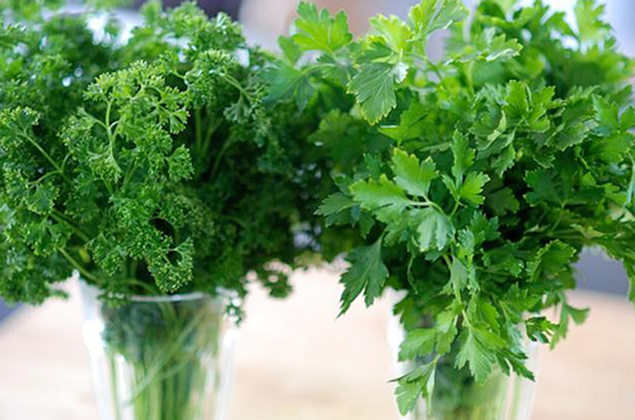 कालीमाटी बजारमा बिक्रीको लागि ल्याइएको धनियाँमा उच्च विषादी भेटियो