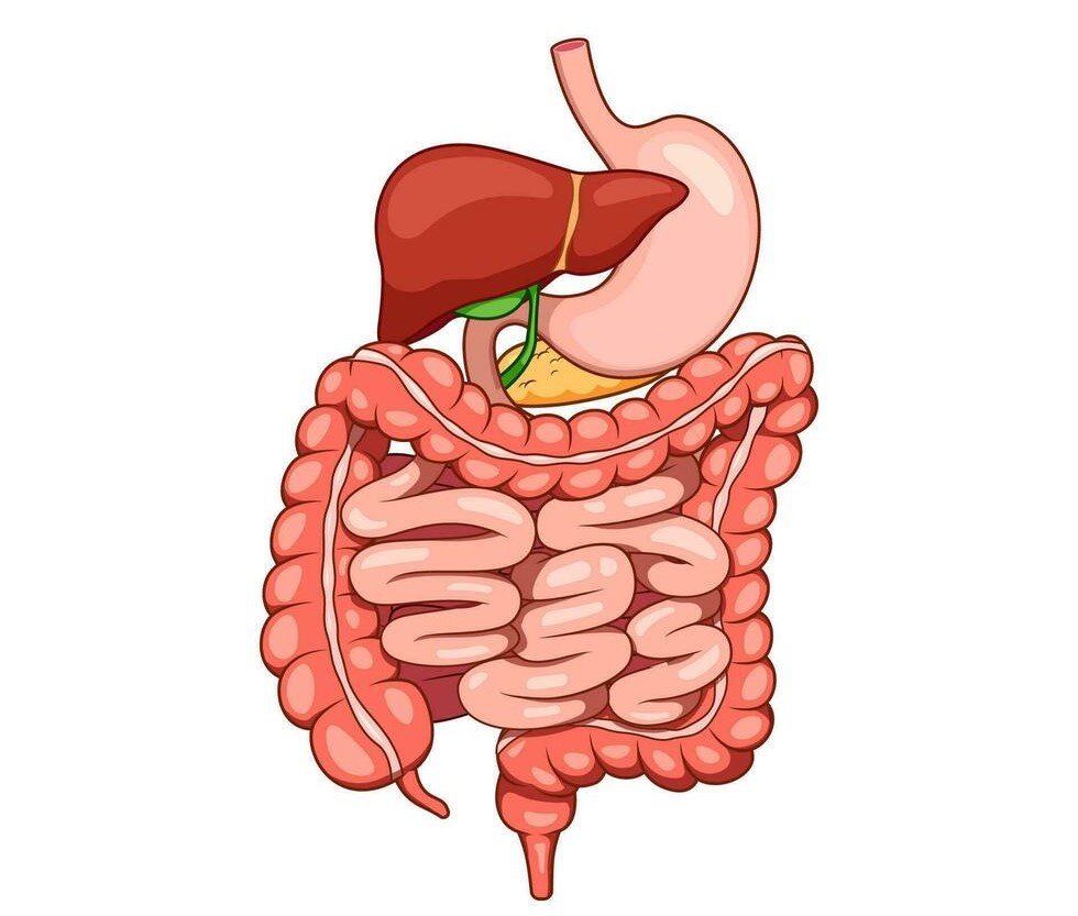 पोषणबाट समृद्धिः पाचन स्वास्थ्यलाई प्राथमिकता दिने बेला आएको छ