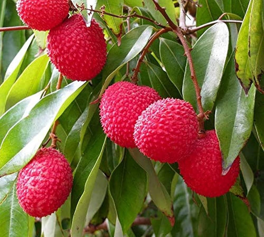 litchi-4-1749726030.jpg