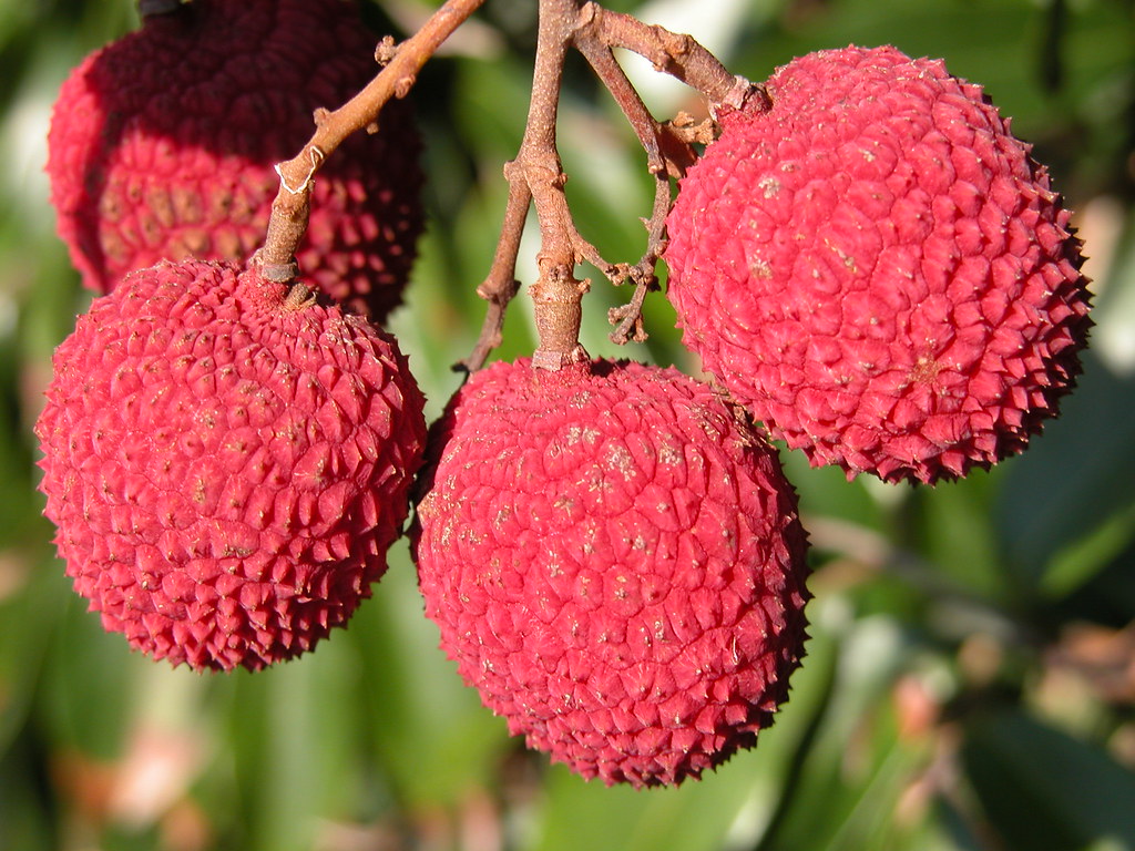 litchi3-1749726011.jpg