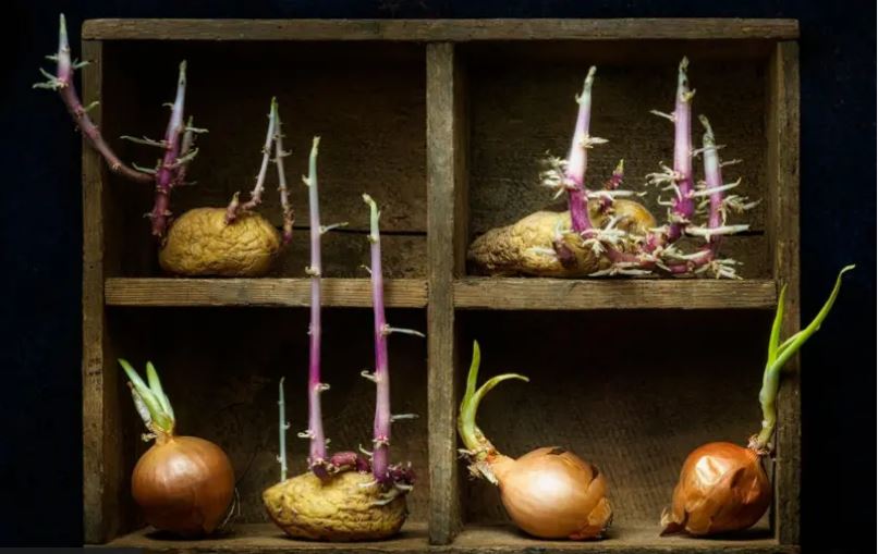 टुसा उम्रेका आलु, प्याज र लसुन खाने कि फाल्ने ? वैज्ञानिकको सुझाव यस्ता छन्