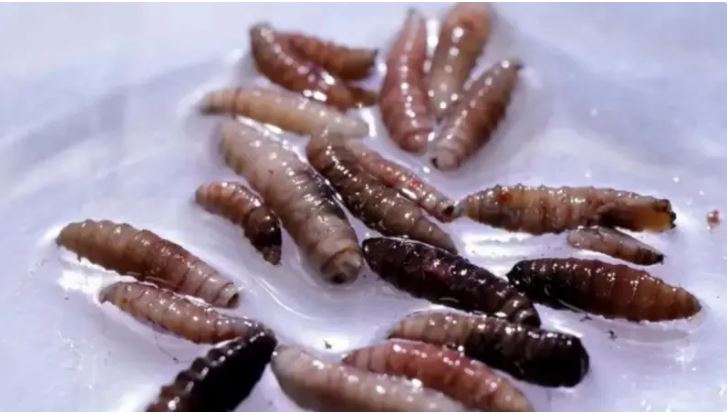 अमेरिकामा भेटियो दुर्लभ मासु खाने कीरा स्क्रूवर्म