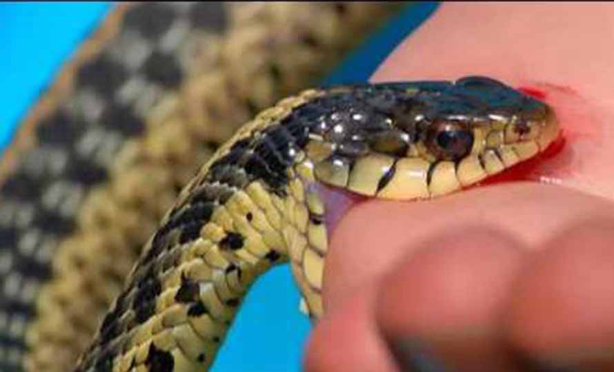 सर्पदंश उपचार केन्द्र नहुँदा  १३ वर्षीय बालकको मृत्यु